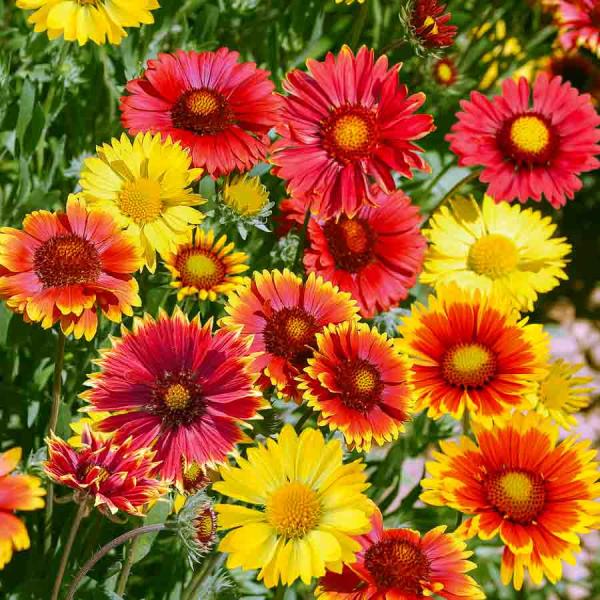 Fleurs - Gaillarde Grandes Fleurs - face recto